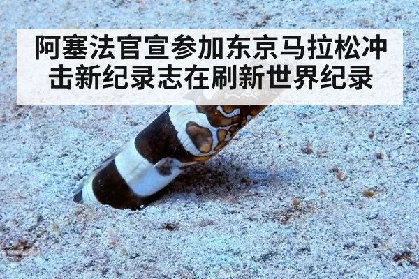 阿塞法官宣参加东京马拉松冲击新纪录志在刷新世界纪录
